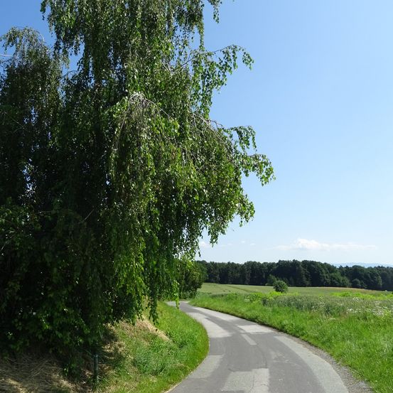 Eine malerische Landstraße schlängelt sich durch üppige grüne Felder. Die Straße wird von dichter Vegetation gesäumt, mit einem großen Baum links. Der Himmel ist klar und blau.