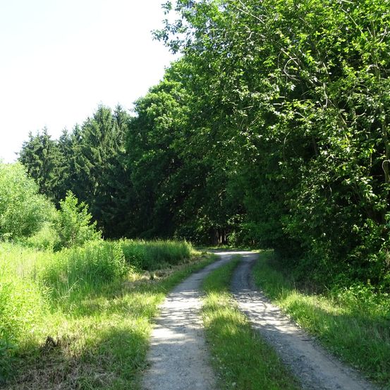 Ein Erdweg durch einen üppigen Wald mit hohen Bäumen und Grünflächen auf beiden Seiten.