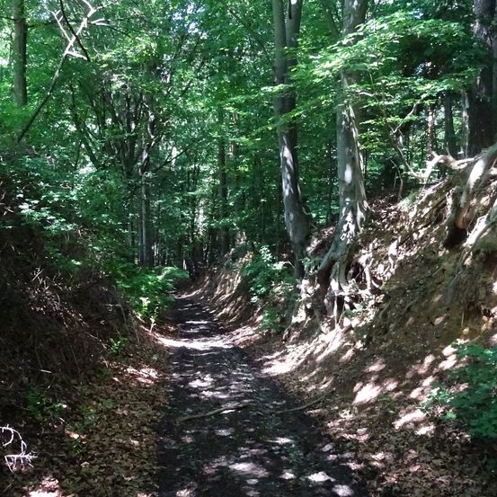 Ein schmaler, schattierter Pfad schlängelt sich durch einen dichten Wald, umgeben von hohen Bäumen und Grün. Der Weg wird von kahlen Ästen und gefallenen Blättern flankiert.