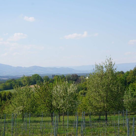 Eine friedliche Landschaft mit blühenden Bäumen, einem Weinberg und fernen Bergen unter einem teilweise bewölkten Himmel.