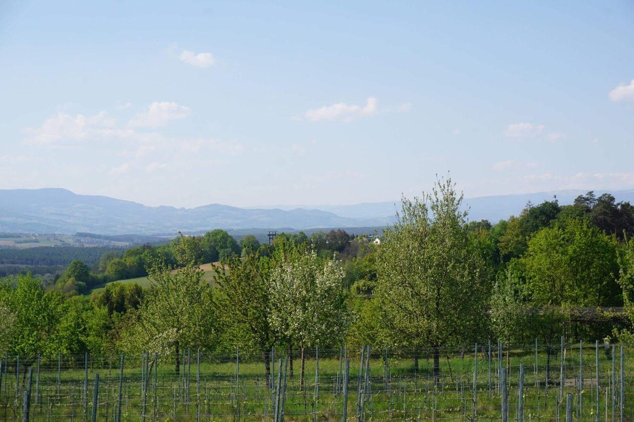 Eine friedliche Landschaft mit blühenden Bäumen, einem Weinberg und fernen Bergen unter einem teilweise bewölkten Himmel.