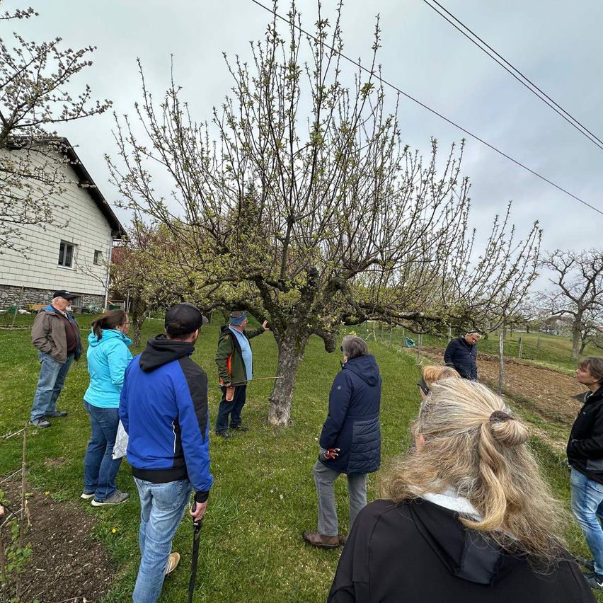A group of people stand in a grassy field, examining a tree with bare branches. They wear casual clothes, and one holds a stick. A house is in the background, and power lines stretch across the sky.