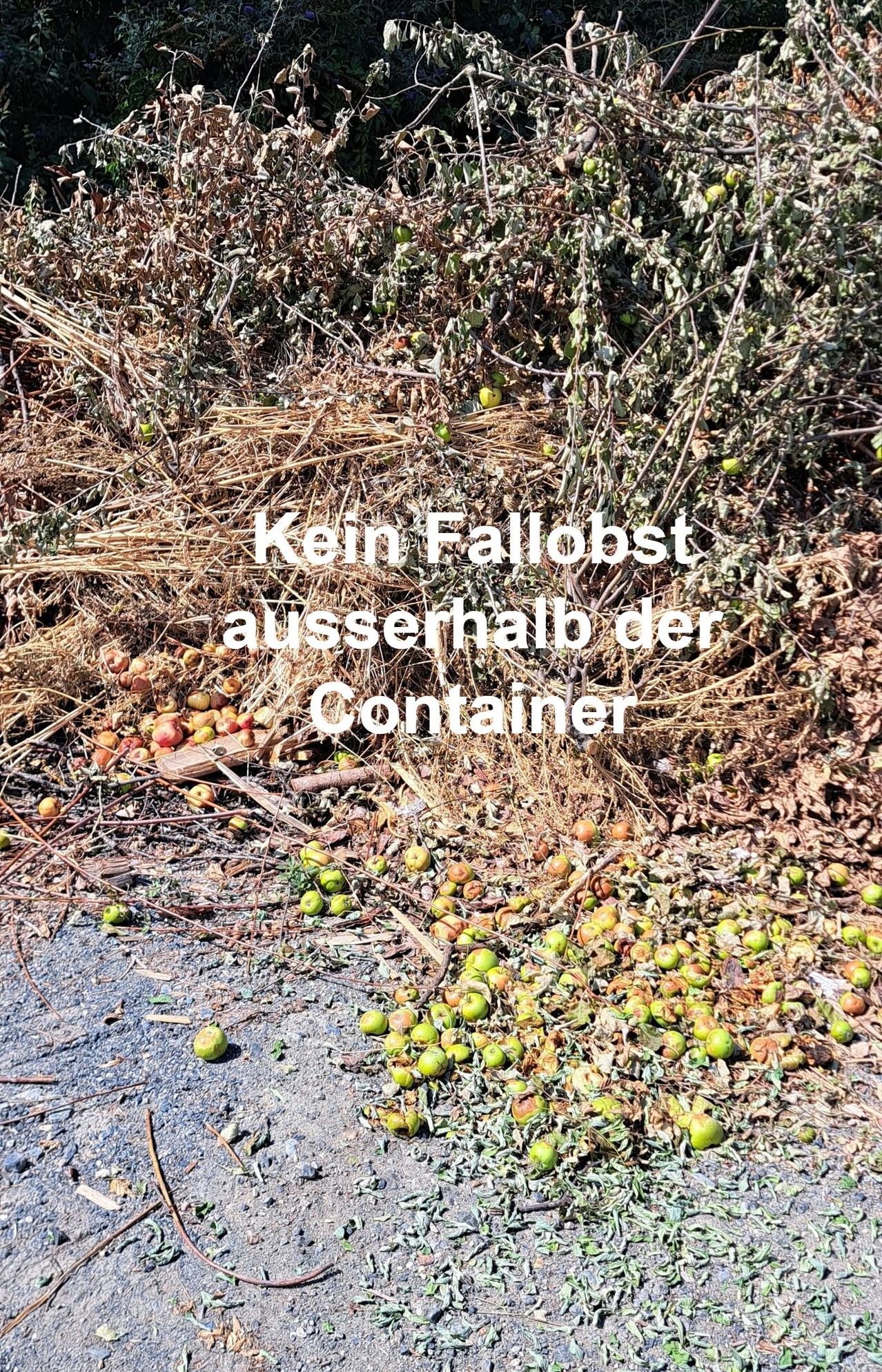 Kein Fallobst außerhalb der Container entsorgen!