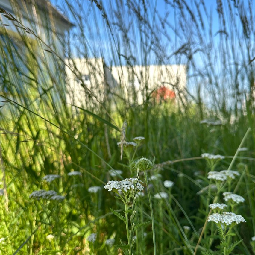 A tall grass field with white flowers in the foreground and a blurry building in the distance under a clear sky.