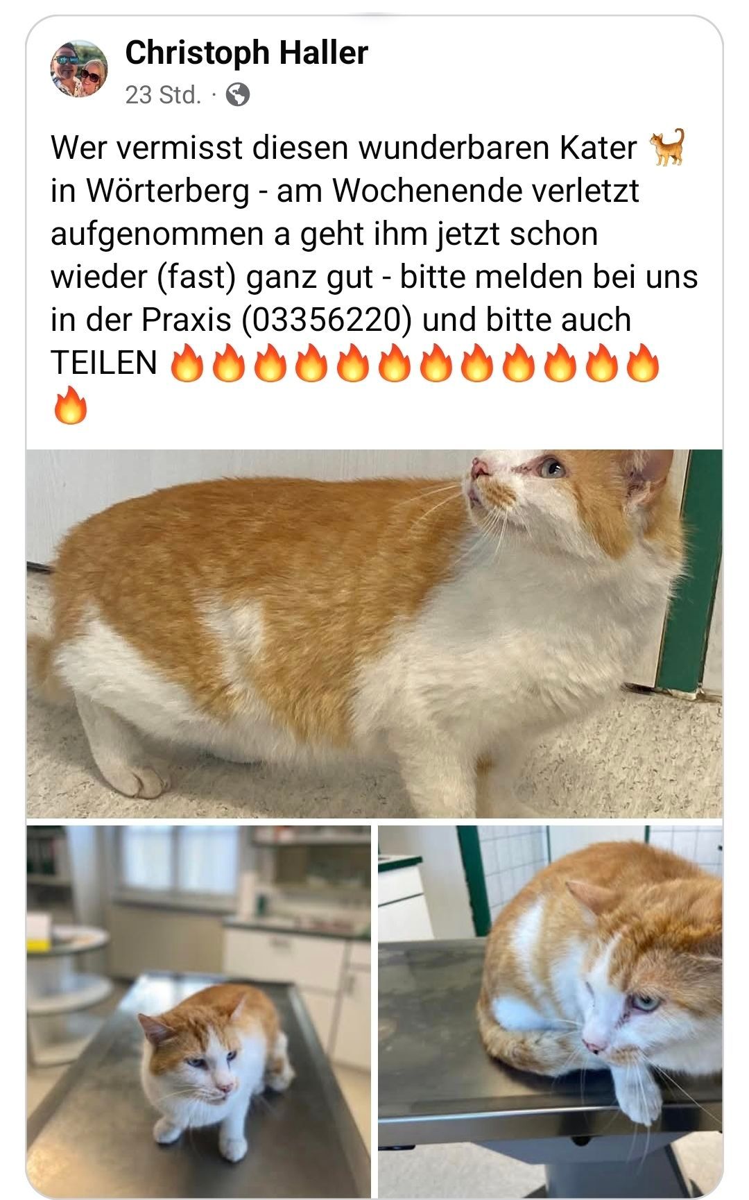 Eine Katze mit braunem und weißem Fell schaut direkt in die Kamera. Unten ein unscharfer Raum mit einem Regal und einem Fenster.