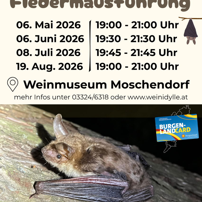 Plakat für Fledermausführungen im Weinmuseum Moschendorf. Termine: 6. Mai 2026, 6. Juni 2026, 8. Juli 2026, 19. August 2026. Zeiten: 19:00 - 21:00 Uhr. Kontakt: 03324/6318 oder www.weinidylle.at.