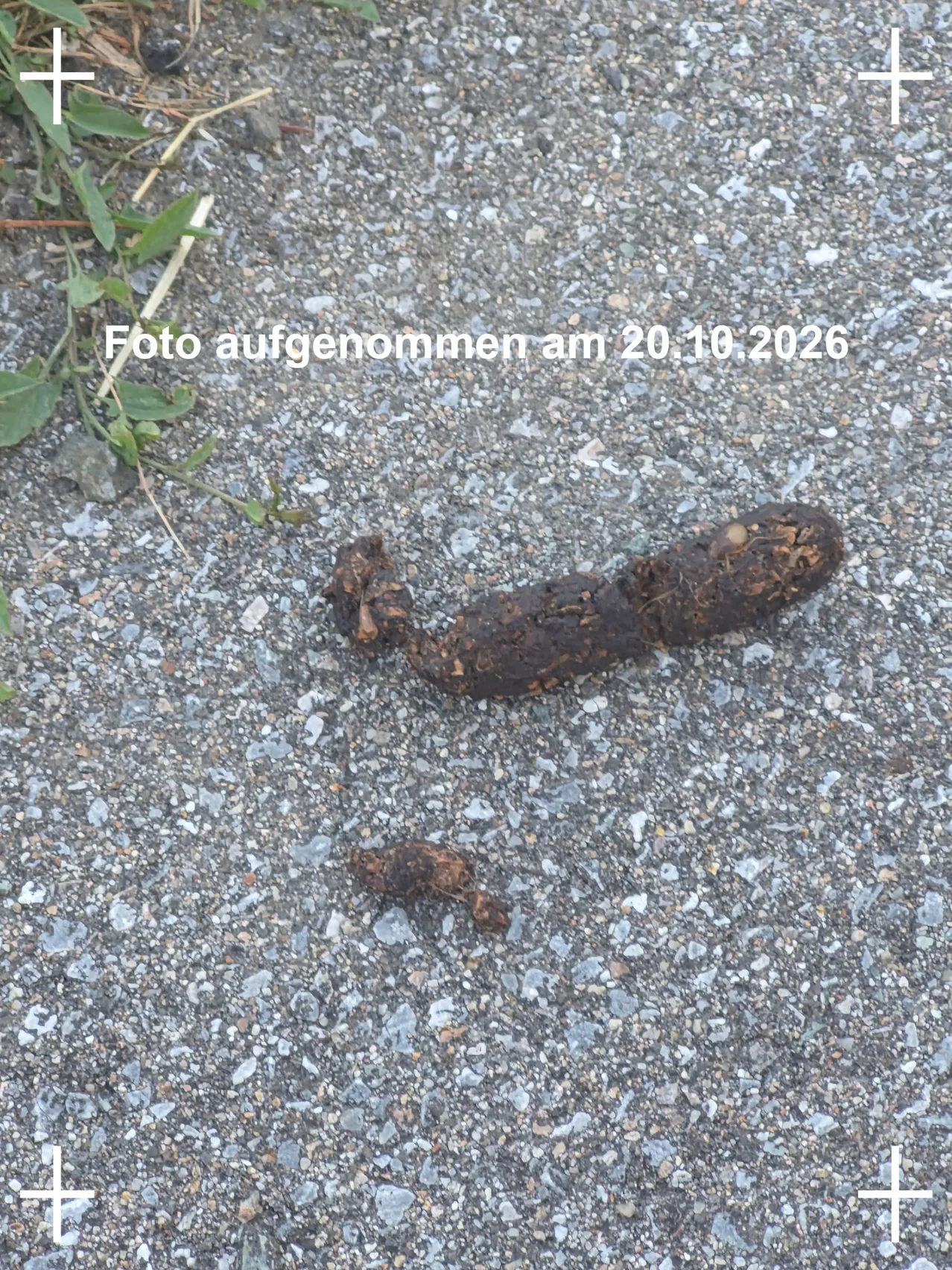 Hundekot am Gehsteig _Höhe Kaminsanierung Gradwohl_Hauptstraße aufgenommen am 20.10.2026
