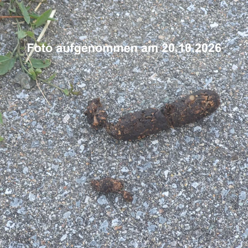 Hundekot am Gehsteig _Höhe Kaminsanierung Gradwohl_Hauptstraße aufgenommen am 20.10.2026