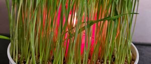 Bild enthält, Plant, Food, Produce, Spring Onion, Vegetable