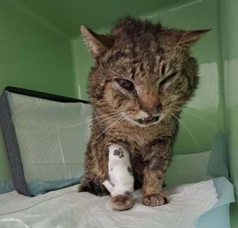 Eine Katze mit einem verbundenen Pfote steht in einem grünen Käfig auf einem weißen Laken. Die Katze hat einen ernsten Ausdruck.