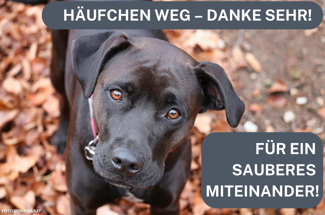 Ein schwarzer Hund steht auf einem mit Blättern bedeckten Boden. Er schaut mit braunen Augen direkt in die Kamera. Oben steht der Text 'HauFchen Weg - Danke S'. Auf der rechten Seite befindet sich ein Wasserzeichen mit den Worten 'Fu Saub Miteinan'.