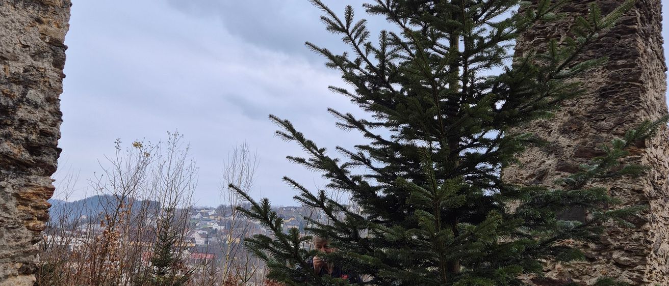 Bild enthält, Plant, Tree, Fir, Conifer, Spruce, Pine