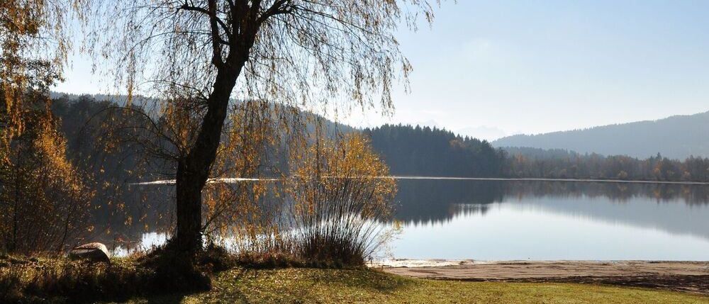 Nature, Outdoors, Scenery, Plant, Tree, Lake, Water, Landscape, Lakefront