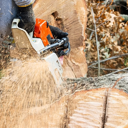 Eine Person säg einen Baumstamm mit einer Kettensäge ab, wobei Sägemehl auf den Boden fällt.