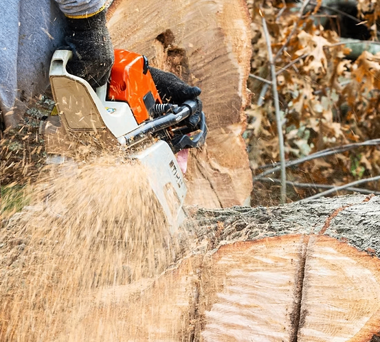 Eine Person säg einen Baumstamm mit einer Kettensäge ab, wobei Sägemehl auf den Boden fällt.