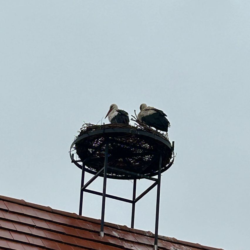 Zwei Störche sitzen auf einem Nest, das auf einem Gebäude errichtet wurde, vor dem Hintergrund eines klaren blauen Himmels.