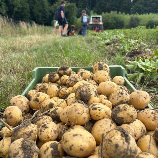 Ein grüner Kasten voller frisch geernteter Kartoffeln liegt auf dem Boden. Mehrere Personen im Hintergrund gehen oder sitzen. In der Ferne befindet sich auch ein Traktor.