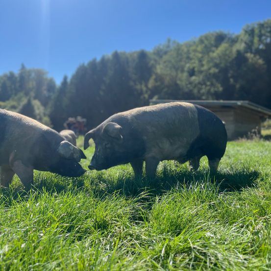 Zwei Schweine stehen auf einer grasbewachsenen Wiese mit Bäumen im Hintergrund. Die Sonne scheint hell.