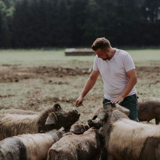 Ein Mann in einem weißen T-Shirt und grüner Hose füttert eine Gruppe von Schweinen auf einem Feld. Die Schweine sind schlammig und stehen in einer Reihe. Der Mann schaut die Schweine an. Hinter ihm ist ein verschwommener Hintergrund von Bäumen und einer Holzstruktur.
