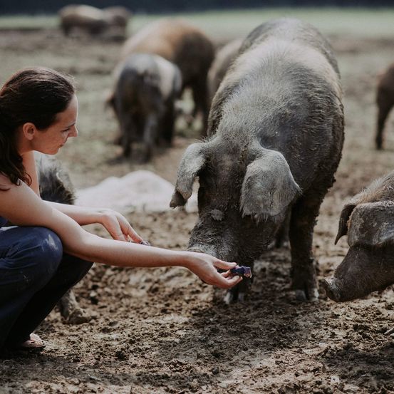 Eine Frau kniet im Schlamm und füttert ein Schwein mit einem Stück Obst, während andere Schweine im Hintergrund zu sehen sind.