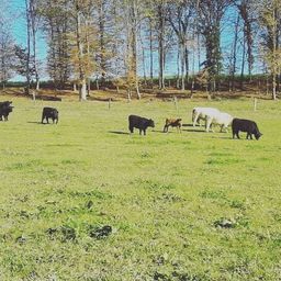 Ein Feld mit mehreren grasenden Kühen. Einige sind schwarz, einige weiß und eine braun. Das Feld ist üppig mit grünem Gras. Bäume säumen den Hintergrund.
