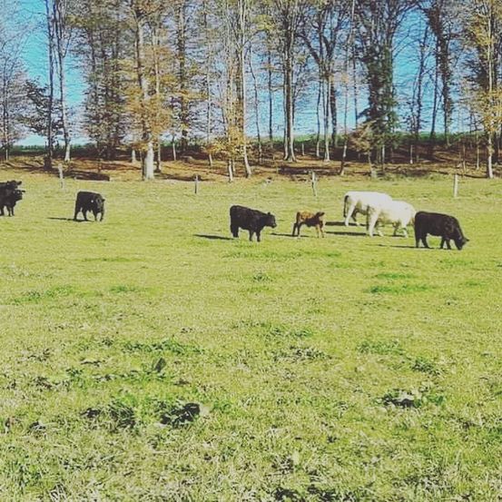Ein Feld mit mehreren grasenden Kühen. Einige sind schwarz, einige weiß und eine braun. Das Feld ist üppig mit grünem Gras. Bäume säumen den Hintergrund.