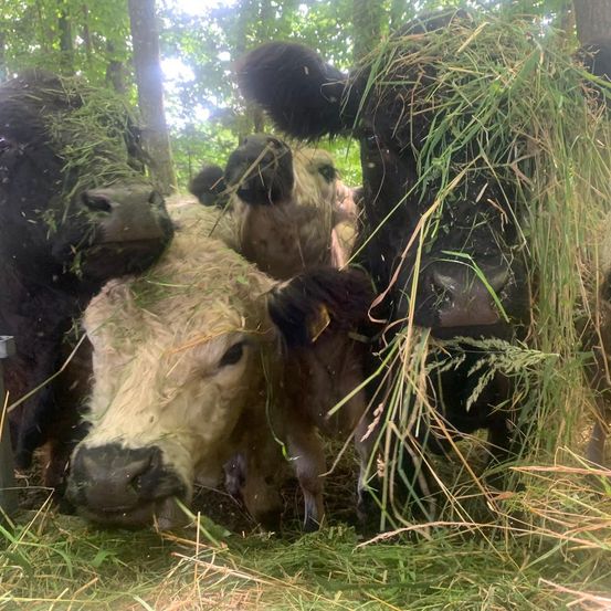 Eine Gruppe von Kühen frisst Gras in einem bewaldeten Gebiet. Die Kühe haben verschiedene Farben und einige haben Schlamm im Gesicht. Sie sind um einen Haufen Gras versammelt und die Bäume im Hintergrund sind verschwommen.