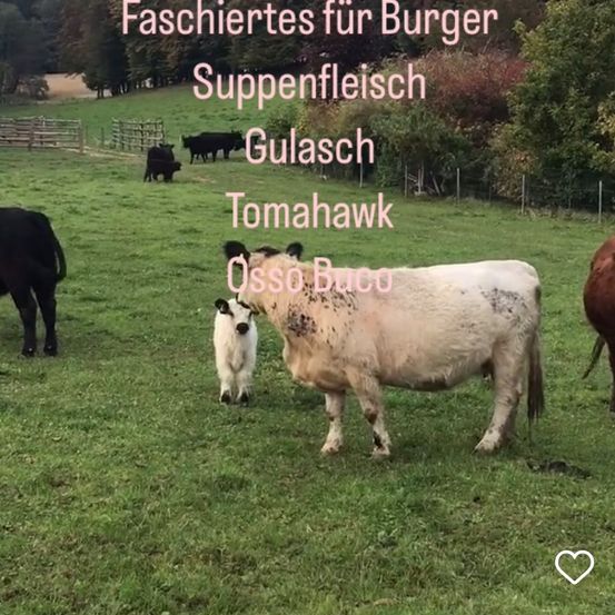 Ein Grasfeld mit mehreren Kühen, darunter eine weiß-braune Kuh und ein Kalb, mit Textüberlagerung 'Fachiertes für Burger Supperfleisch Gulasch Tomahawk Osso Bucco'.