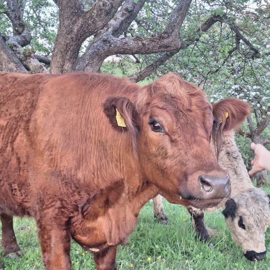 Eine braune Kuh mit gelben Markierungen in den Ohren steht im Gras neben einer anderen Kuh. Eine Hand berührt sanft die braune Kuh. Bäume mit grünen Blättern stehen hinter ihnen.