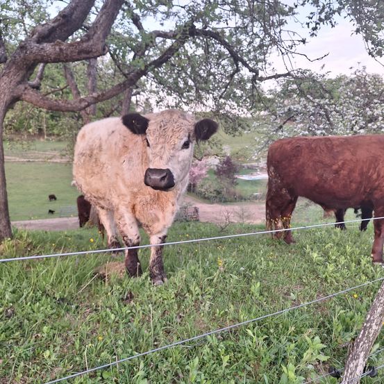 Eine Kuh steht in der Nähe eines Baumes, mit einer weiteren Kuh im Hintergrund. Sie befinden sich auf einer Farm mit grünem Gras und Erdwegen. Bäume mit weißen Blüten sind in der Ferne zu sehen.