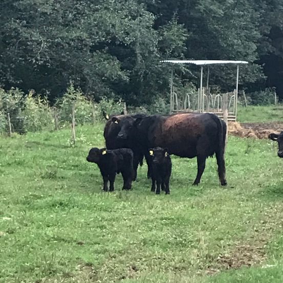 Drei schwarze Kühe, darunter zwei Kälber, stehen auf einer grasbewachsenen Wiese mit Bäumen und einem Schutzdach im Hintergrund.