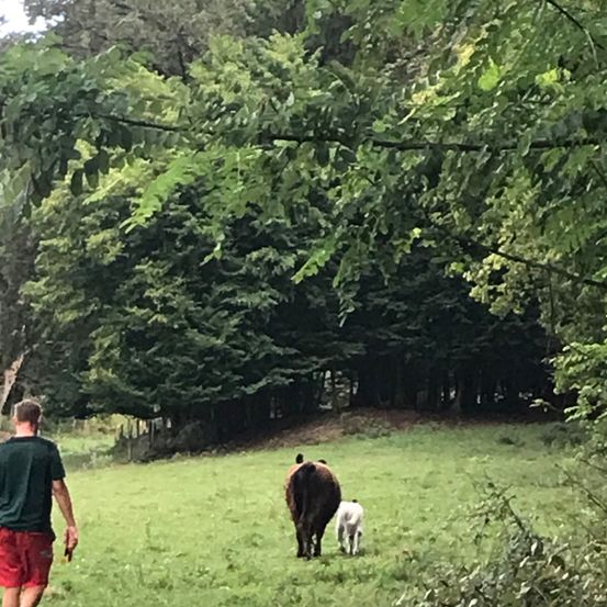 Ein Mann in einem grünen T-Shirt und roten Shorts läuft auf einer Wiese, während eine Kuh und ein Kalb in der Ferne grasen. Bäume umgeben das Feld.