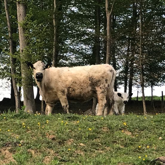 Eine Kuh steht in einem Grasfeld mit einem Kalb in der Nähe, beide in der Nähe eines Baumes mit grünen Blättern. Der Hintergrund ist ein Wald mit vielen Bäumen.