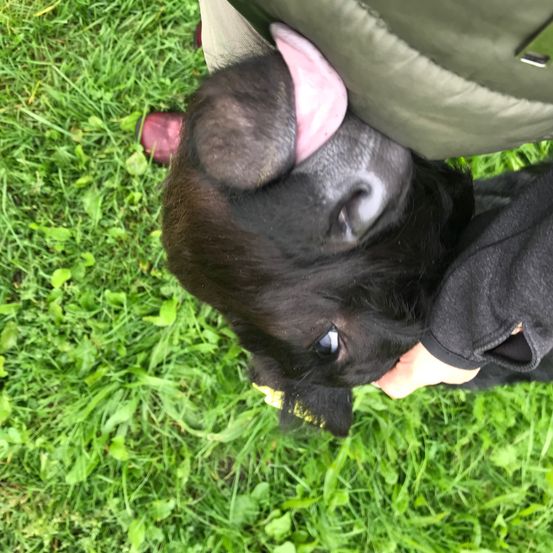 Eine Person hält ein schwarzes Kalb nahe an ihr Gesicht mit heraushängender Zunge. Das Kalb hat eine rosa Zunge und schwarze Augen. Die Person trägt eine grüne Jacke.