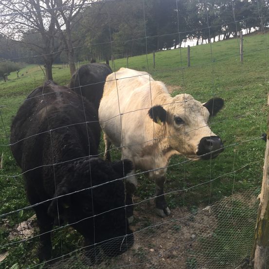 Drei Kühe, zwei schwarz und eine weiß, grasen in einem grünen Feld in der Nähe eines Zauns mit Bäumen im Hintergrund.