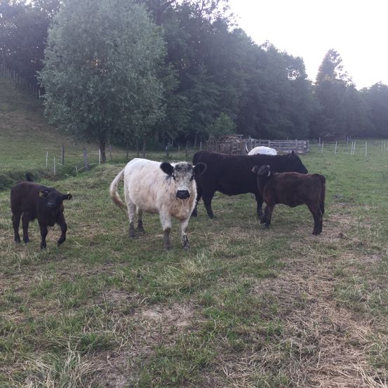Eine Gruppe von Kühen und Kälbern befindet sich in einem grasbewachsenen Feld mit einem Zaun und Bäumen im Hintergrund.