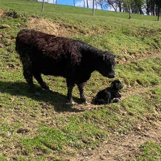 Eine große schwarze Kuh mit einem gelben Etikett steht neben einem kleinen schwarzen Kalb auf einem grasigen Hügel.