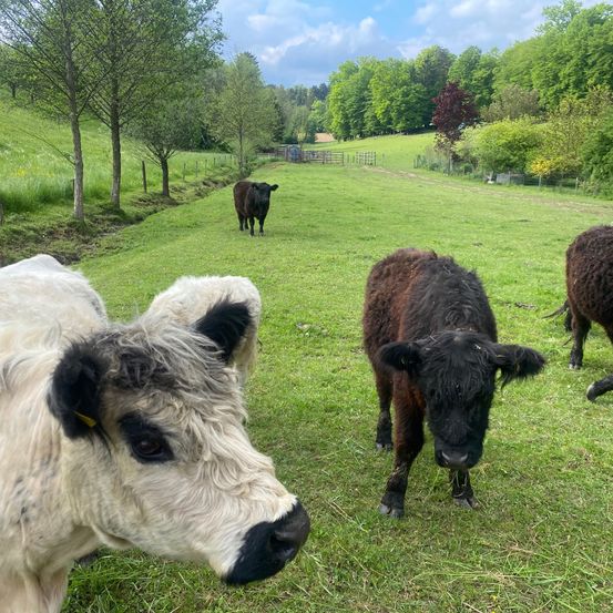 Einige Kühe befinden sich auf einer grünen Weide. Eine von ihnen schaut in die Kamera. Dahinter stehen einige Bäume und Büsche. In der Ferne befindet sich ein Zaun.