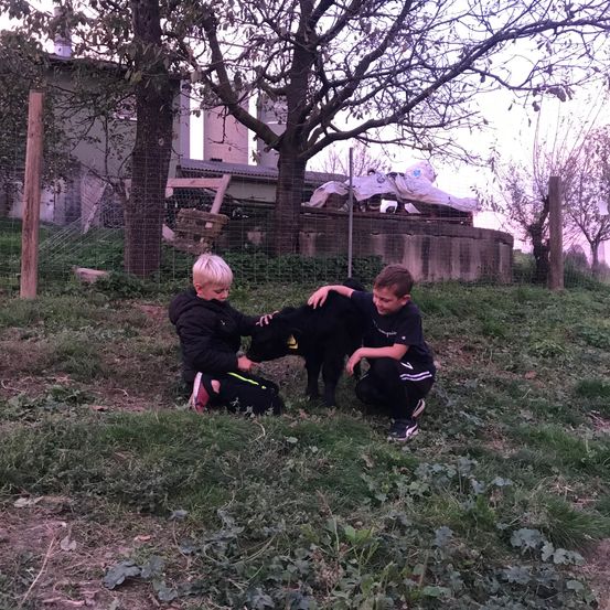 Zwei Jungen knien auf einem Rasen und streicheln ein schwarzes Kalb. Dahinter befindet sich ein Zaun, und ein Gebäude ist sichtbar. Bäume und Pflanzen sind vorhanden.