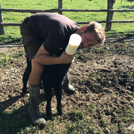 Ein junger Mann füttert ein Kalb mit einer Flasche in einer ländlichen Umgebung im Freien mit einem Holzzaun und grünem Gras im Hintergrund.