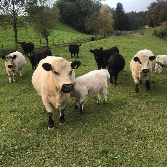 Mehrere Kühe in verschiedenen Farben stehen auf einer grasbewachsenen Wiese. Die größte Kuh, eine weiße, schaut nach vorne, während eine kleinere Kuh dahinter steht. Bäume und ein Zaun sind im Hintergrund.