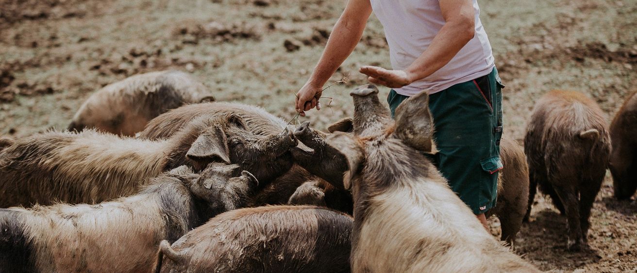 Ein Mann füttert eine Gruppe von Schweinen in einem schlammigen Bereich. Die Schweine haben verschiedene Größen und Farben.