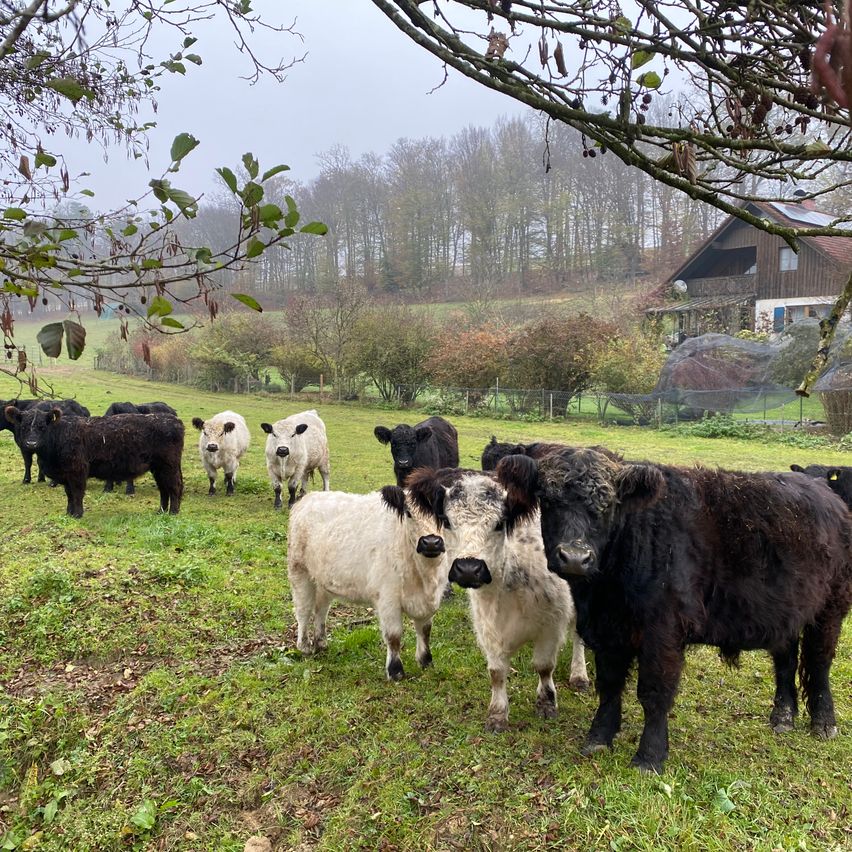 Eine Herde schwarzer und weißer Kühe steht auf einer Wiese mit einem Haus und Bäumen im Hintergrund.