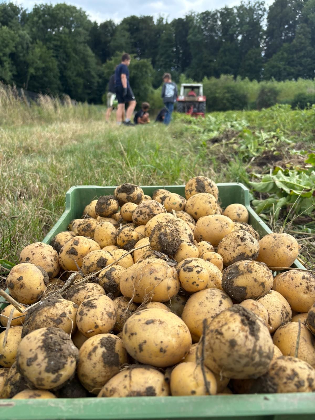 Ein grüner Kasten voller frisch geernteteter Kartoffeln. Im Hintergrund stehen Menschen, einer mit einem Traktor.