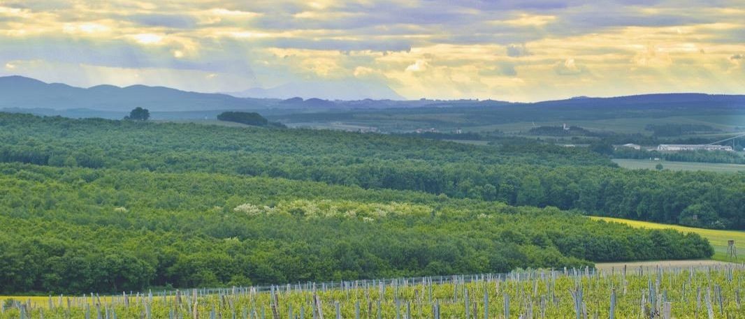 Bild enthält, Vegetation, Land, Nature, Outdoors, Tree, Woodland, Landscape, Scenery, Grass, Sky