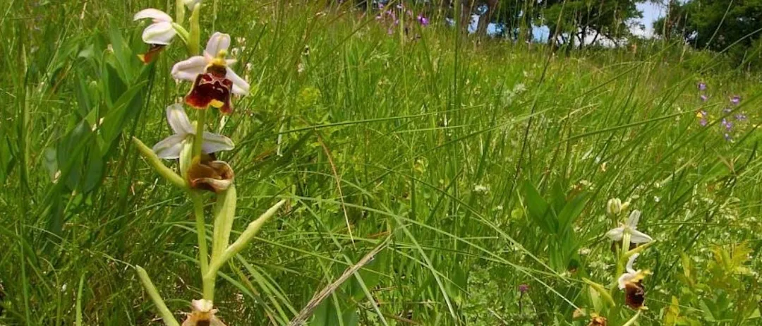 Ein Feld mit hohem Gras und mehreren blühenden Orchideen. Die Orchideen haben weiße Blütenblätter mit braunen und roten Markierungen.