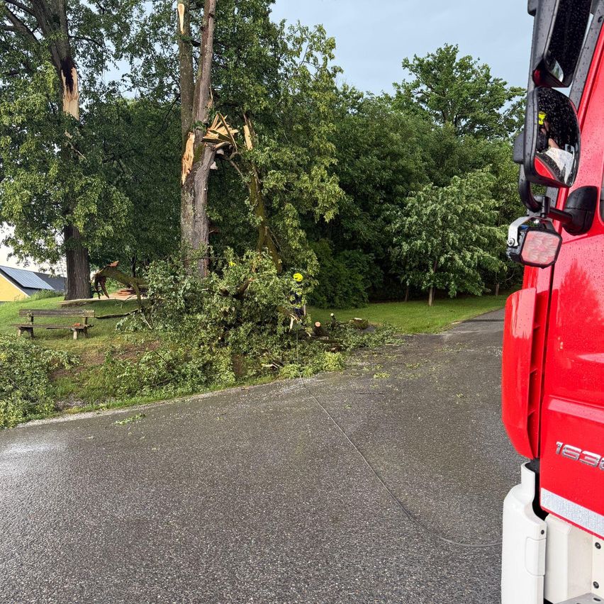 Ein Feuerwehrwagen steht neben einem umgestürzten Baum auf einer Straße, mit Menschen in der Nähe und einer Bank an der Seite.