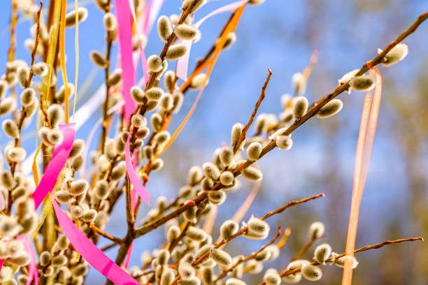 Nahaufnahme eines Weidenzweigs mit Blüten und pinkfarbenen Bändern, die daran hängen.