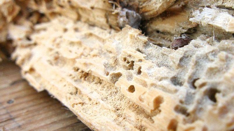 v1_migrated_image_10325695