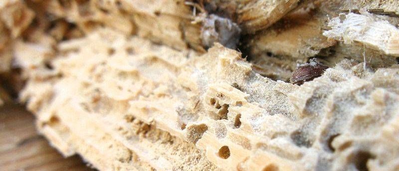 v1_migrated_image_10325695